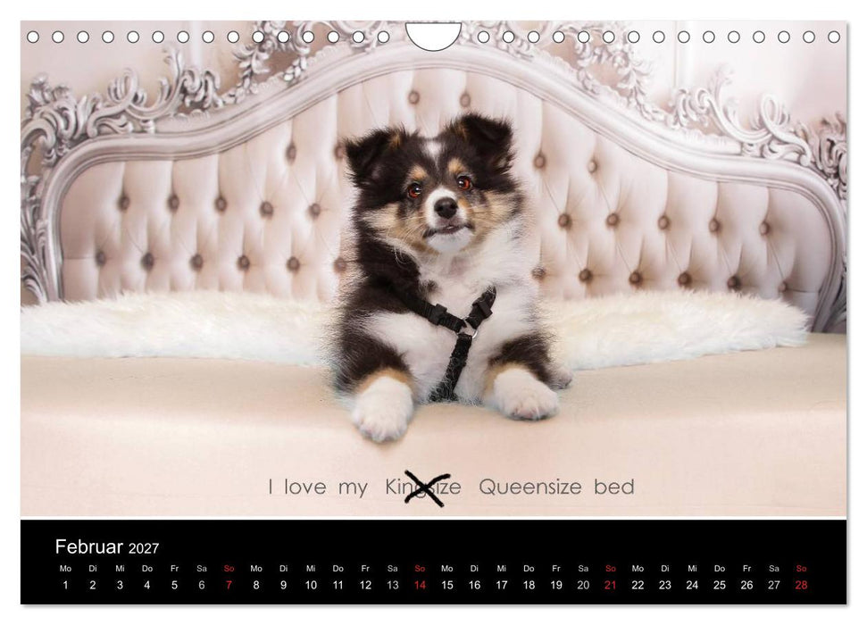 Wir lieben Shelties (CALVENDO Wandkalender 2027)