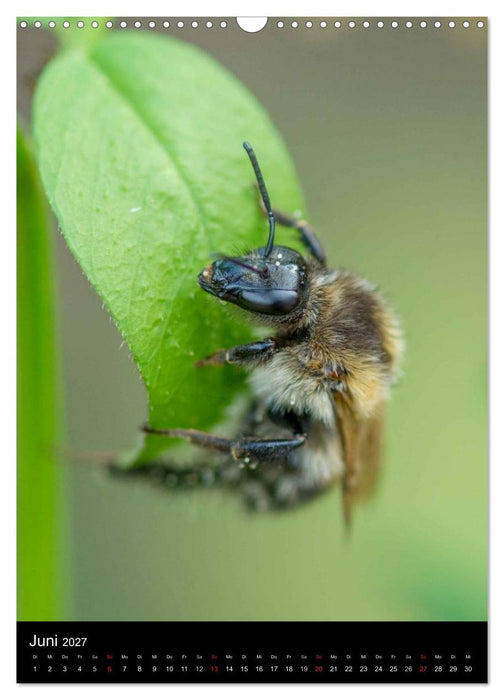 Bienen und Hummeln (CALVENDO Wandkalender 2027)