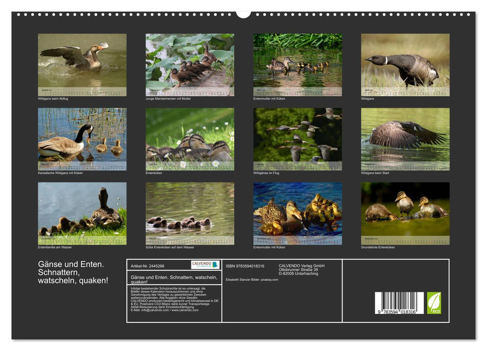 Gänse und Enten. Schnattern, watscheln, quaken! (CALVENDO Premium Wandkalender 2027)
