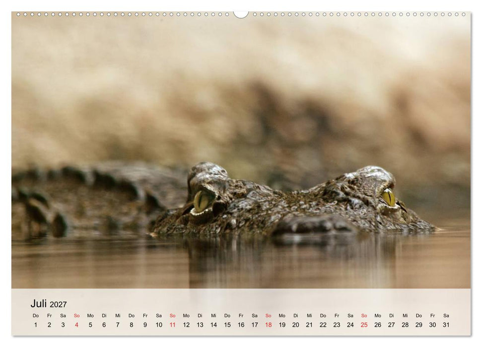 Große Echsen. Krokodile und Alligatoren (CALVENDO Premium Wandkalender 2027)