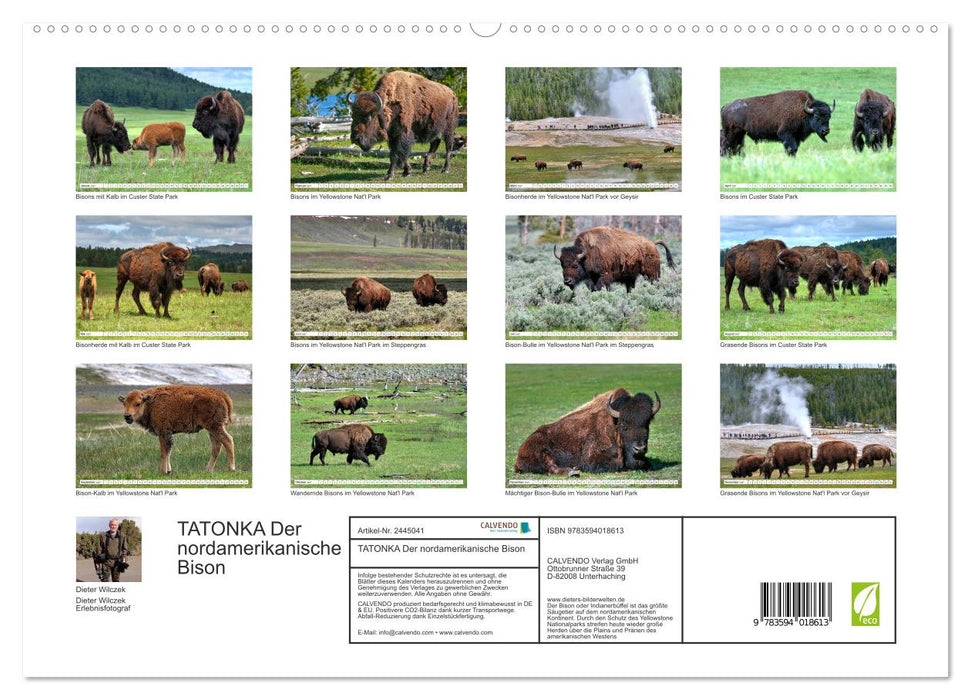 TATONKA Der nordamerikanische Bison (CALVENDO Premium Wandkalender 2027)