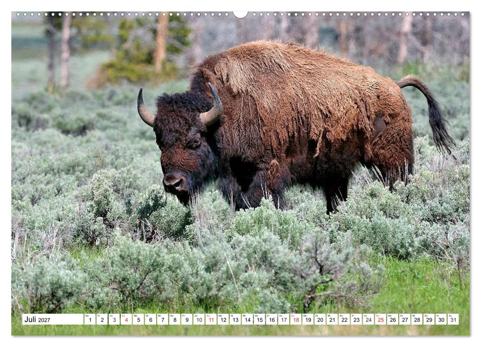 TATONKA Der nordamerikanische Bison (CALVENDO Premium Wandkalender 2027)