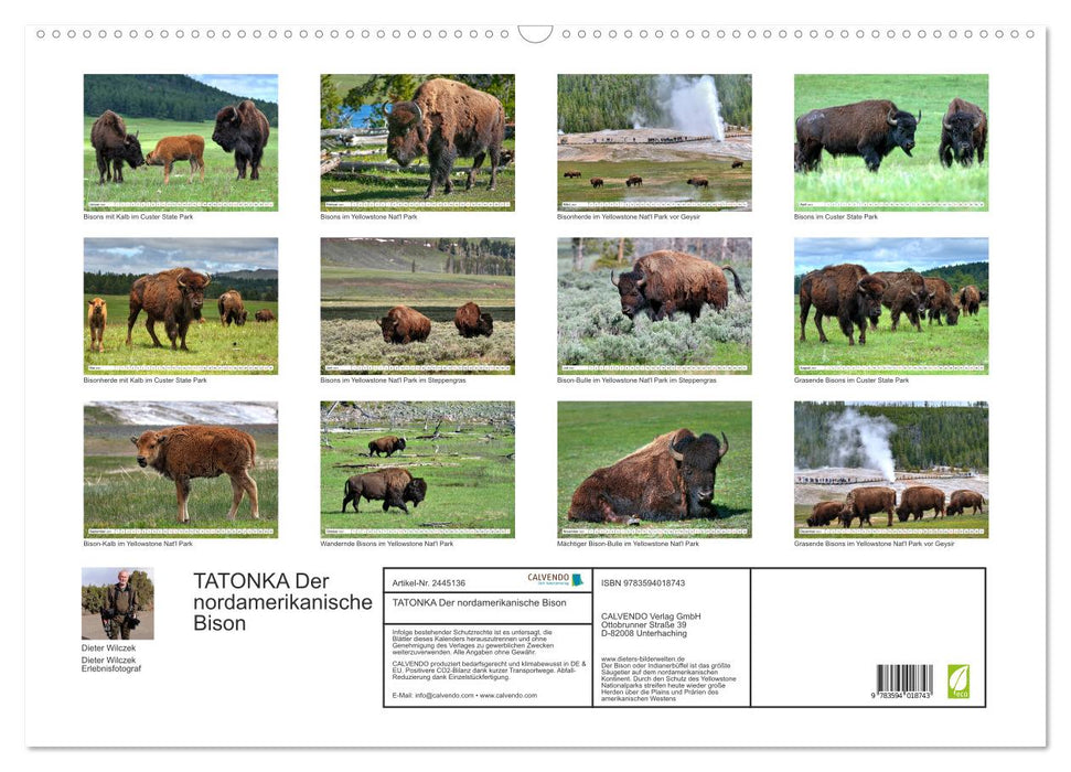 TATONKA Der nordamerikanische Bison (CALVENDO Wandkalender 2027)