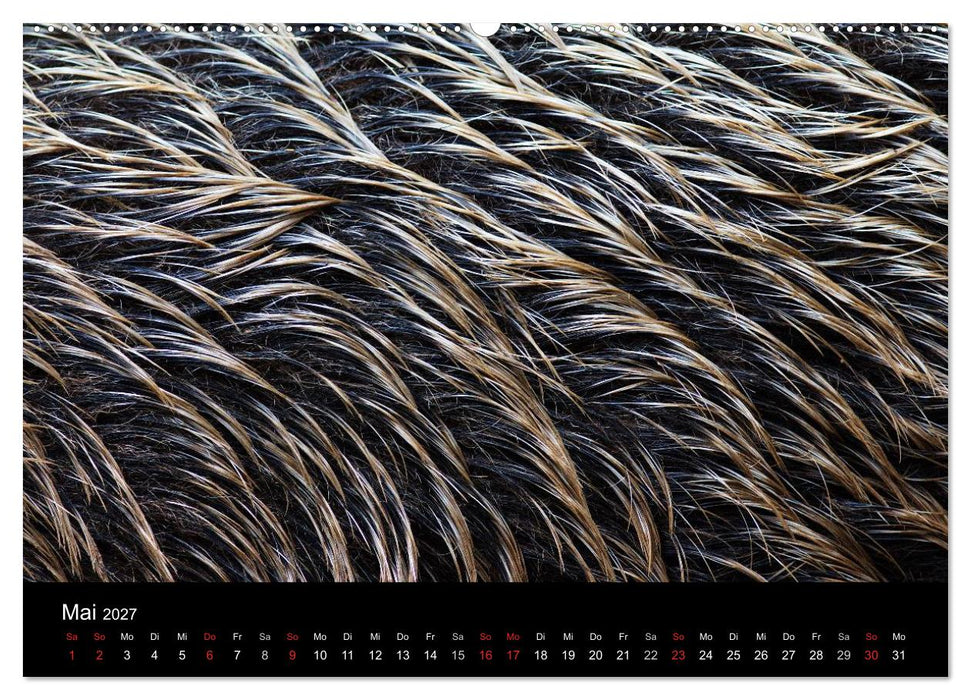 Wilde Wutzen. Das heimische Wildschwein (CALVENDO Premium Wandkalender 2027)
