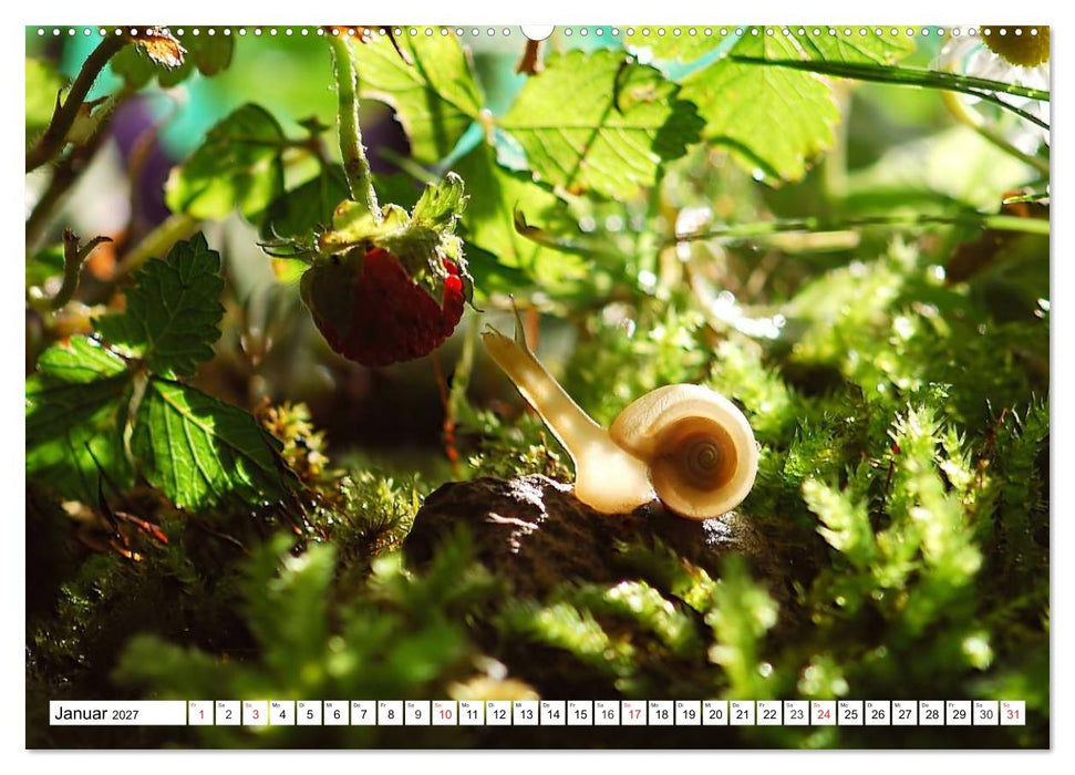 Schnecken. Witzige Schleimer (CALVENDO Wandkalender 2027)