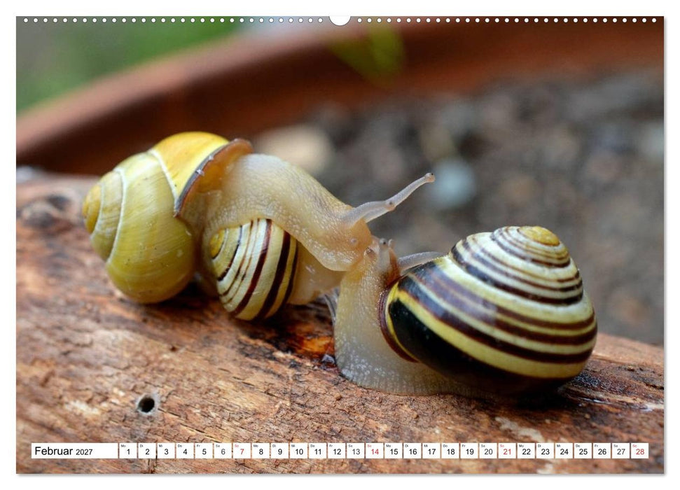 Schnecken. Witzige Schleimer (CALVENDO Wandkalender 2027)