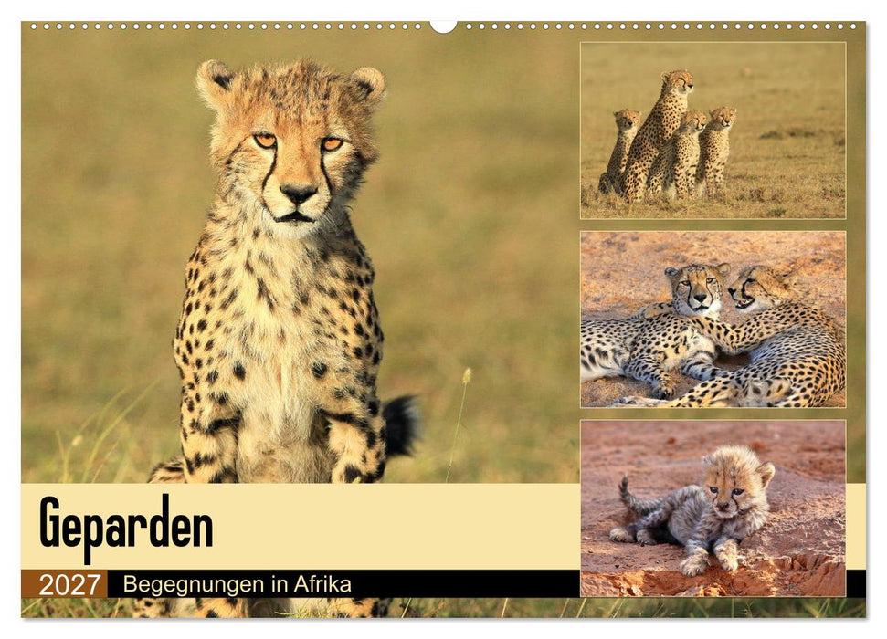 Geparden - Begegnungen in Afrika (CALVENDO Wandkalender 2027)
