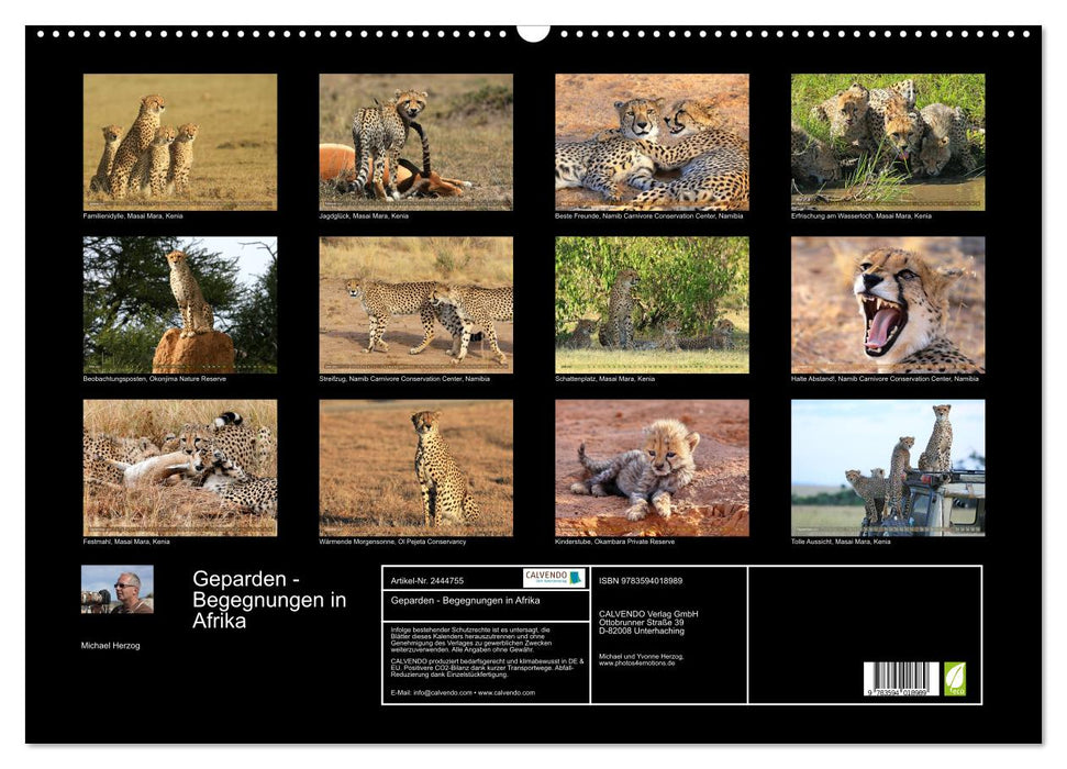 Geparden - Begegnungen in Afrika (CALVENDO Wandkalender 2027)