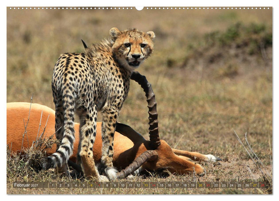 Geparden - Begegnungen in Afrika (CALVENDO Wandkalender 2027)
