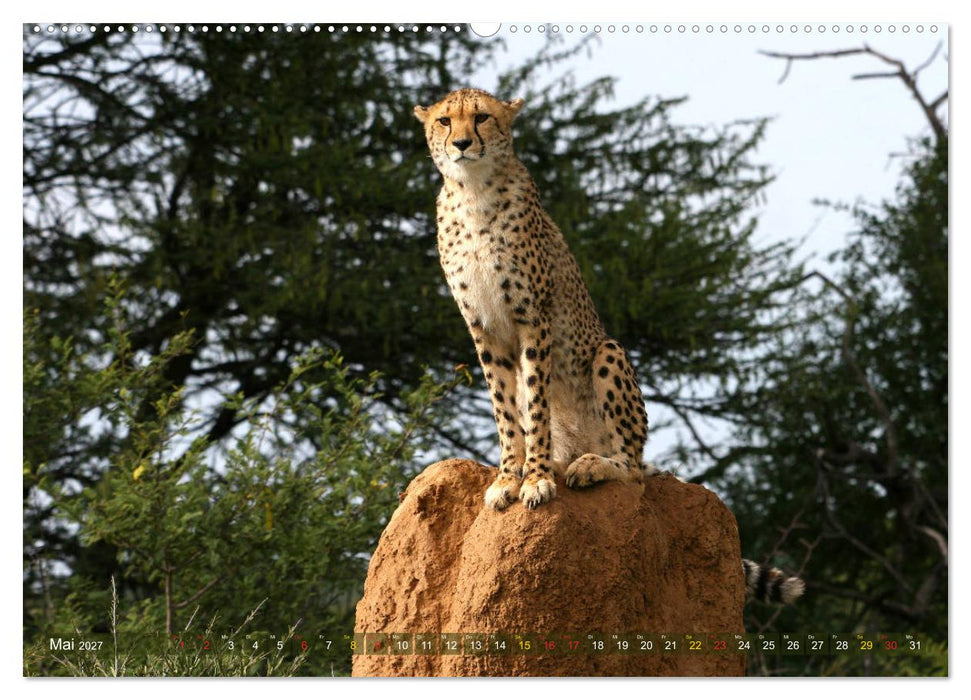 Geparden - Begegnungen in Afrika (CALVENDO Wandkalender 2027)