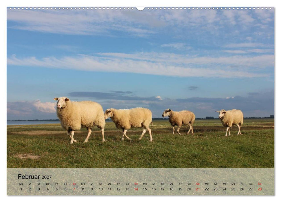 Schafe zählen leicht gemacht! (CALVENDO Wandkalender 2027)