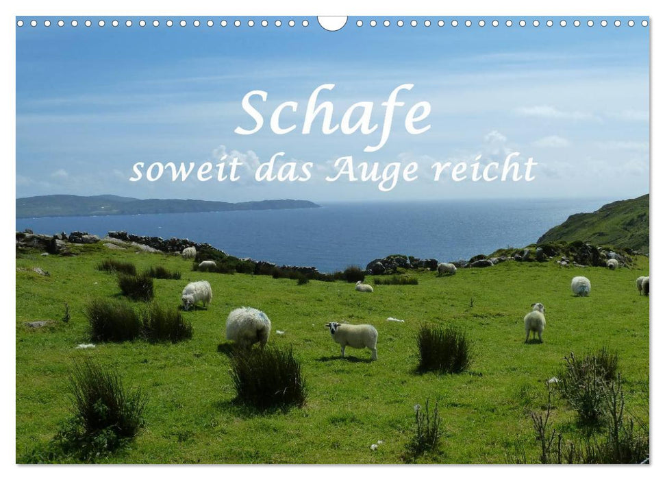 Schafe - soweit das Auge reicht (CALVENDO Wandkalender 2027)