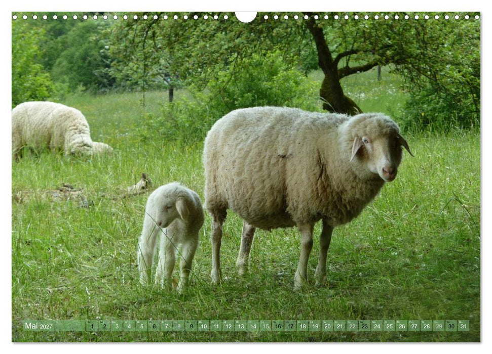 Schafe - soweit das Auge reicht (CALVENDO Wandkalender 2027)