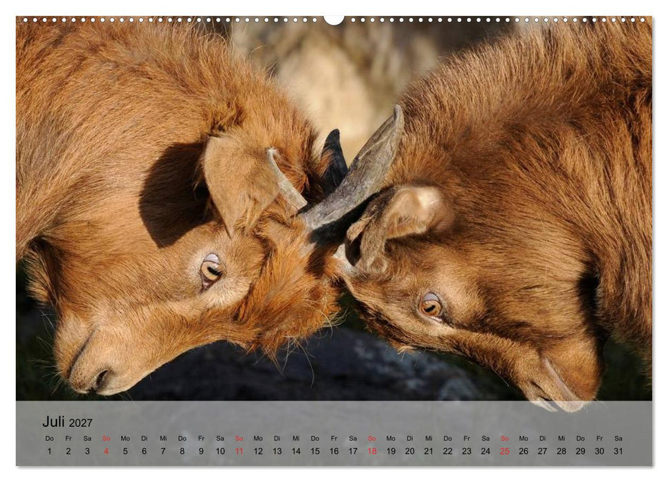 Ziegen. Kluge Freigeister (CALVENDO Premium Wandkalender 2027)