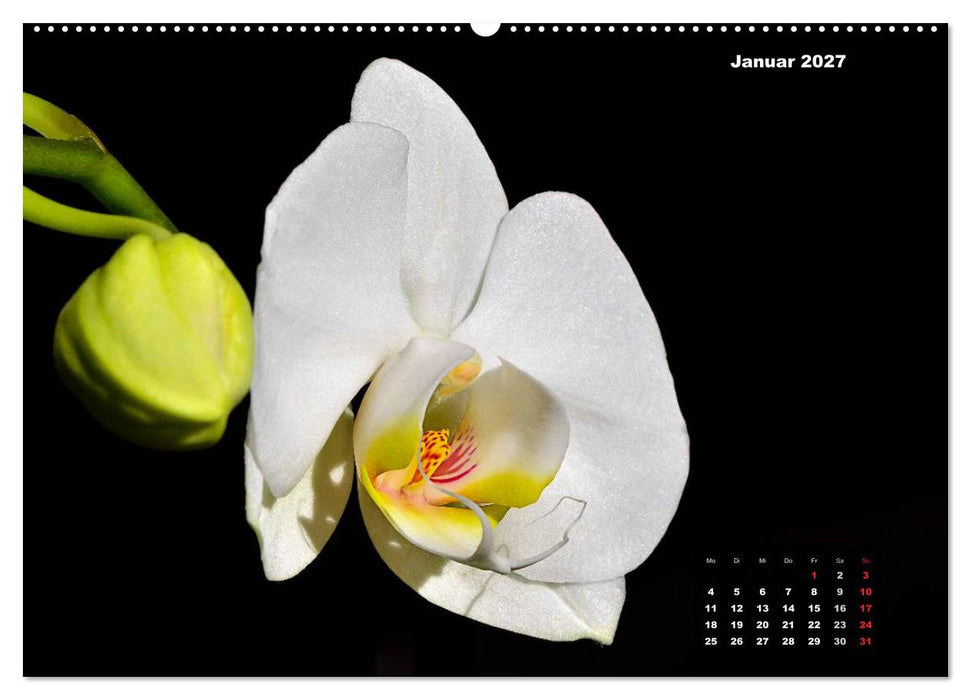 Der Natur auf der Spur - Makro-Fotografien der besonderen Art (CALVENDO Premium Wandkalender 2027)