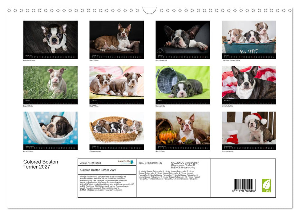Colored Boston Terrier 2027 (CALVENDO Wandkalender 2027)