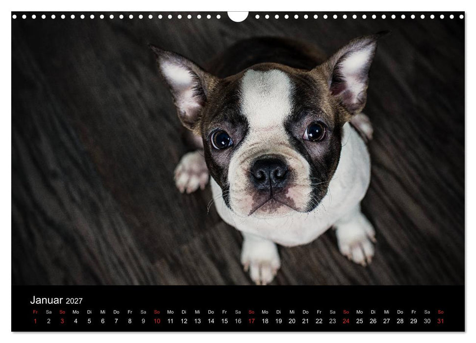 Colored Boston Terrier 2027 (CALVENDO Wandkalender 2027)