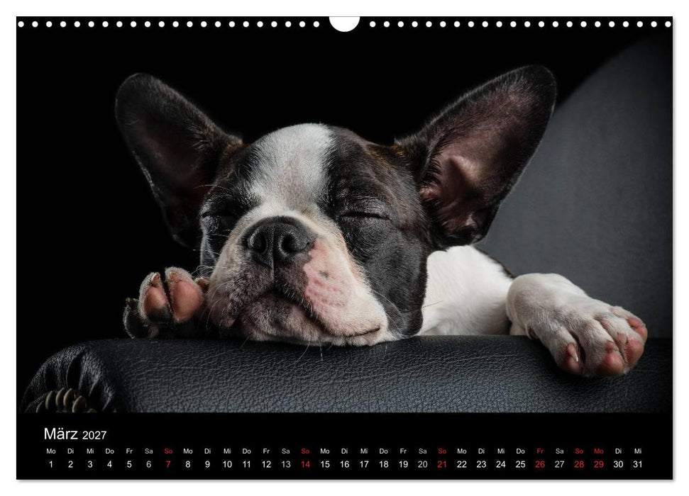 Colored Boston Terrier 2027 (CALVENDO Wandkalender 2027)