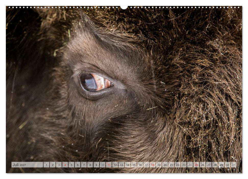 Emotionale Momente: Der Wisent. (CALVENDO Premium Wandkalender 2027)