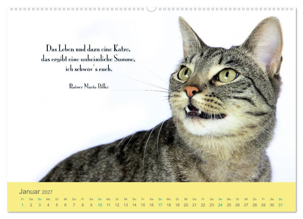 Katzenzitate 2027 (CALVENDO Premium Wandkalender 2027)