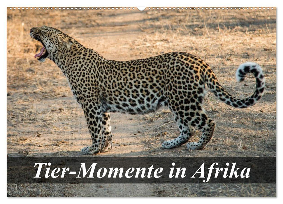 Tier-Momente in Afrika (CALVENDO Wandkalender 2027)