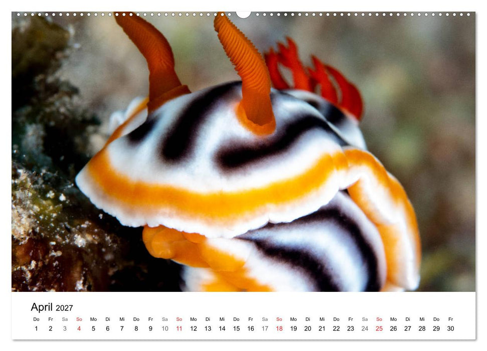 Highlights aus dem Meer - Tauchkalender (CALVENDO Premium Wandkalender 2027)