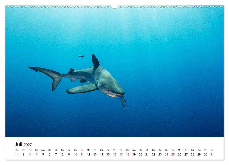 Highlights aus dem Meer - Tauchkalender (CALVENDO Premium Wandkalender 2027)