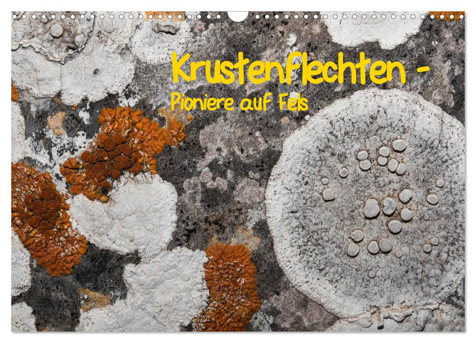 Krustenflechten - Pioniere auf Fels (CALVENDO Wandkalender 2027)