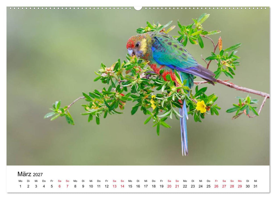 Australische Papageien (CALVENDO Wandkalender 2027)