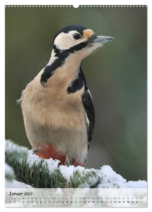 Vögel im heimischen Garten (CALVENDO Premium Wandkalender 2027)