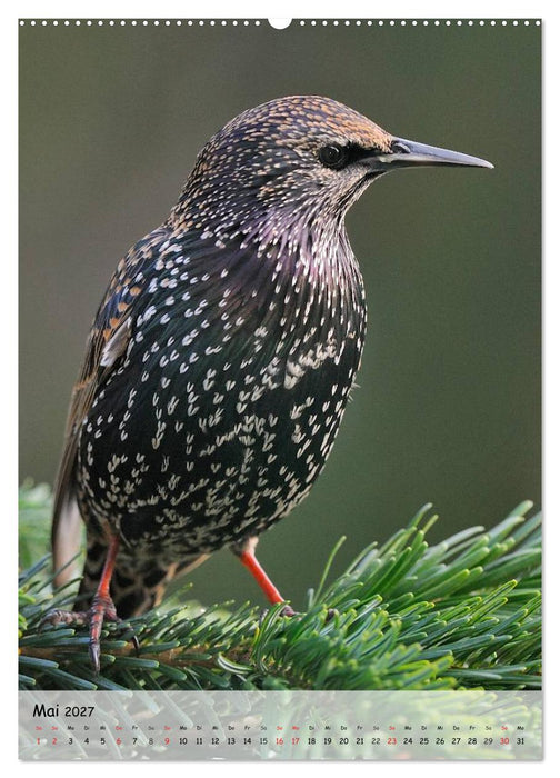 Vögel im heimischen Garten (CALVENDO Premium Wandkalender 2027)