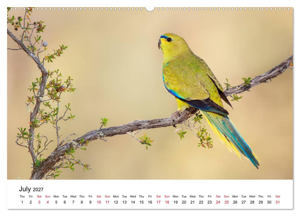Australian Parrots (CALVENDO Premium-Calendar 2027)