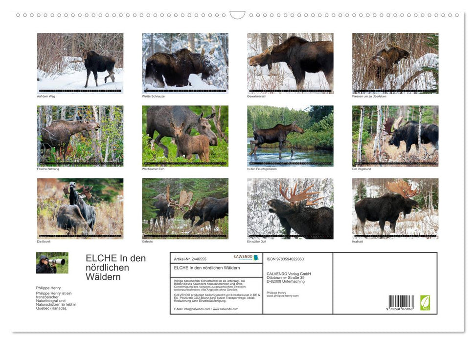 ELCHE In den nördlichen Wäldern (CALVENDO Wandkalender 2027)