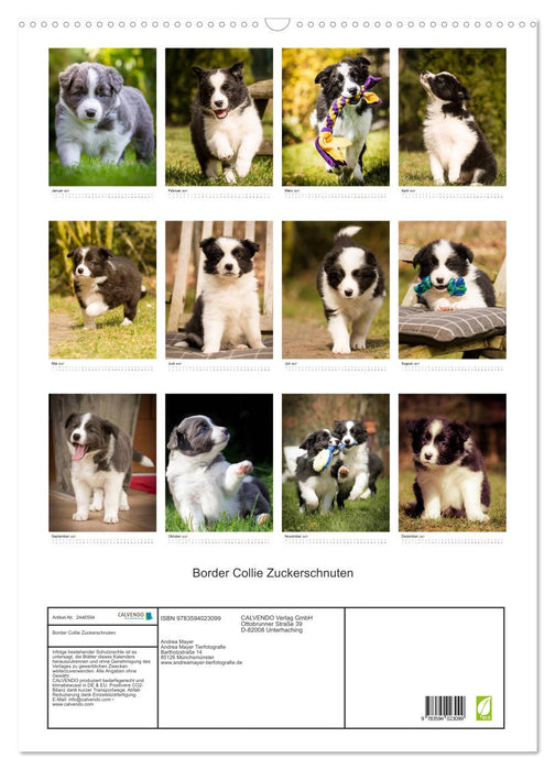 Border Collie Zuckerschnuten (CALVENDO Wandkalender 2027)