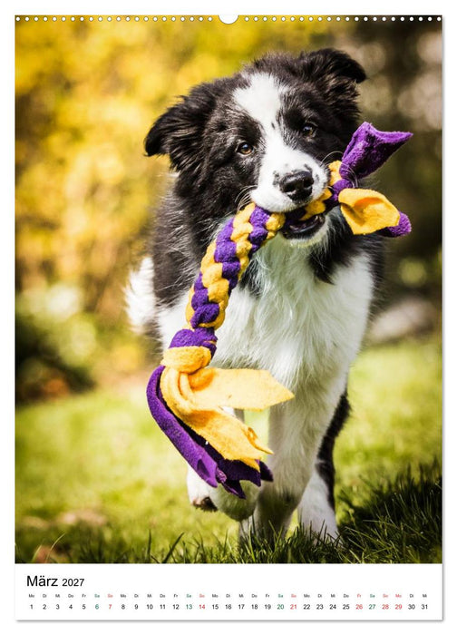 Border Collie Zuckerschnuten (CALVENDO Wandkalender 2027)