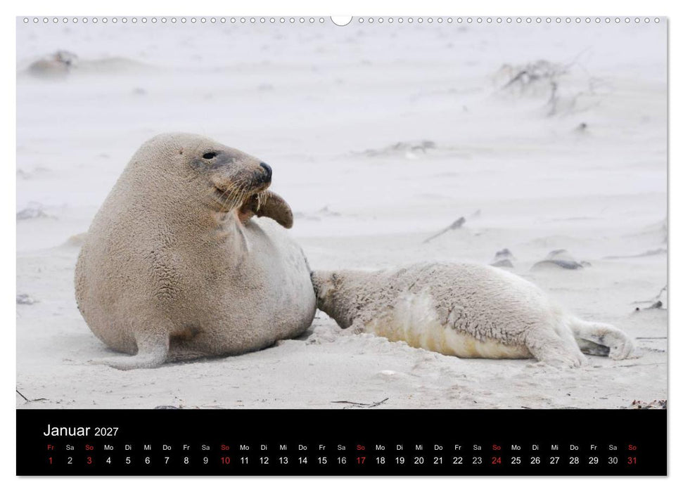 Faszination Kegelrobben und Seehunde 2027 (CALVENDO Wandkalender 2027)