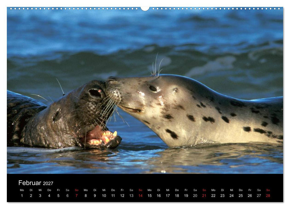 Faszination Kegelrobben und Seehunde 2027 (CALVENDO Wandkalender 2027)