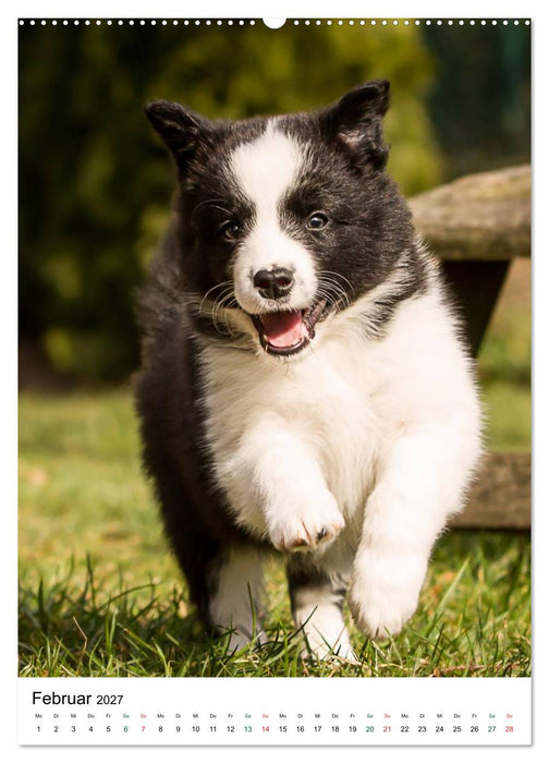 Border Collie Zuckerschnuten (CALVENDO Premium Wandkalender 2027)