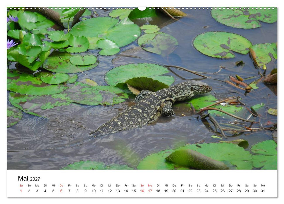 Faszination - Echsen (CALVENDO Premium Wandkalender 2027)