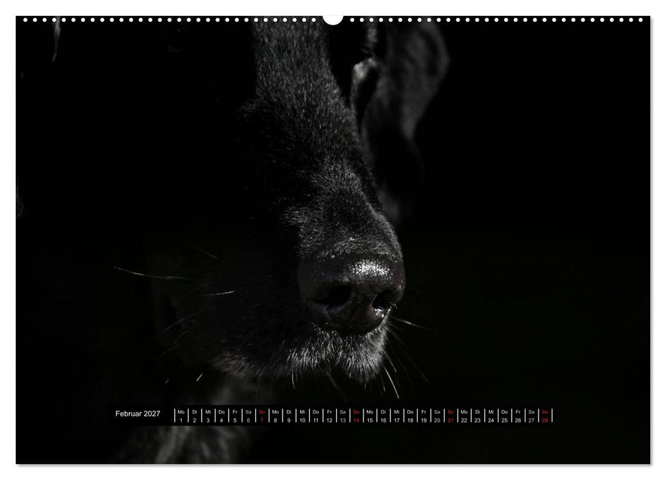 Flatcoated Retriever Black Edition (CALVENDO Wandkalender 2027)