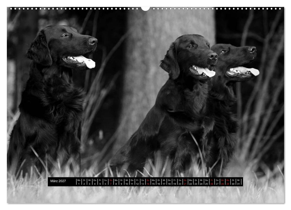 Flatcoated Retriever Black Edition (CALVENDO Wandkalender 2027)