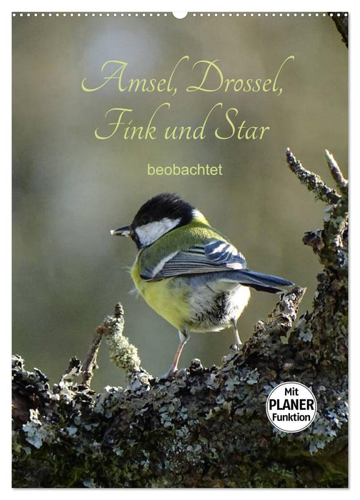 Amsel, Drossel, Fink und Star - beobachtet (CALVENDO Wandkalender 2027)