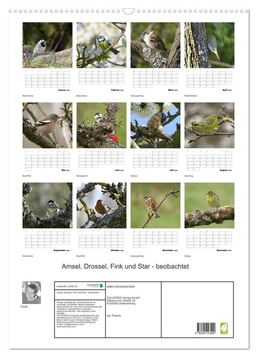 Amsel, Drossel, Fink und Star - beobachtet (CALVENDO Wandkalender 2027)