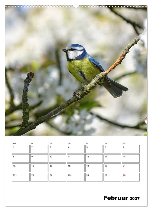Amsel, Drossel, Fink und Star - beobachtet (CALVENDO Wandkalender 2027)