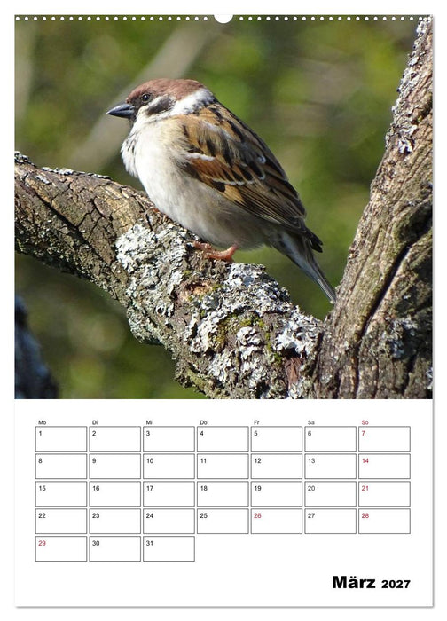 Amsel, Drossel, Fink und Star - beobachtet (CALVENDO Wandkalender 2027)