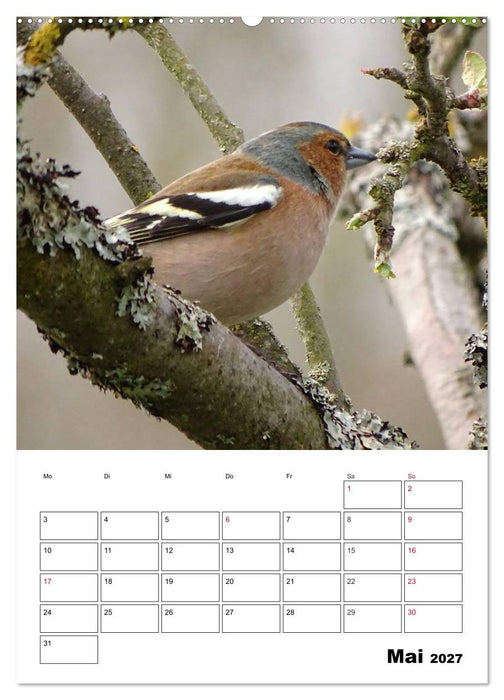 Amsel, Drossel, Fink und Star - beobachtet (CALVENDO Wandkalender 2027)