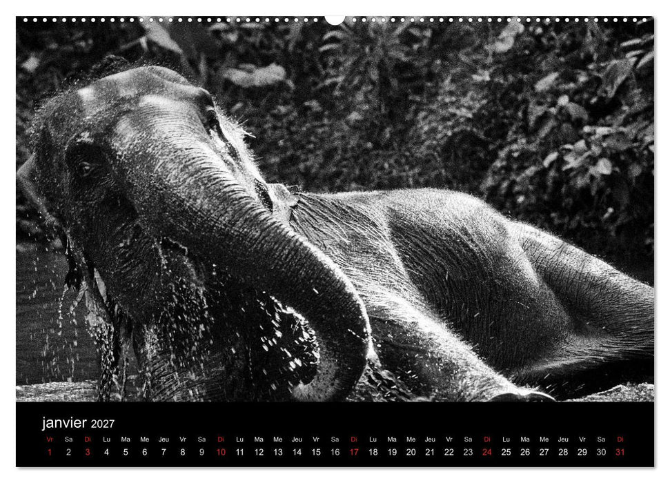 DES ÉLÉPHANTS ET DES HOMMES (CALVENDO Calendrier supérieur 2027)