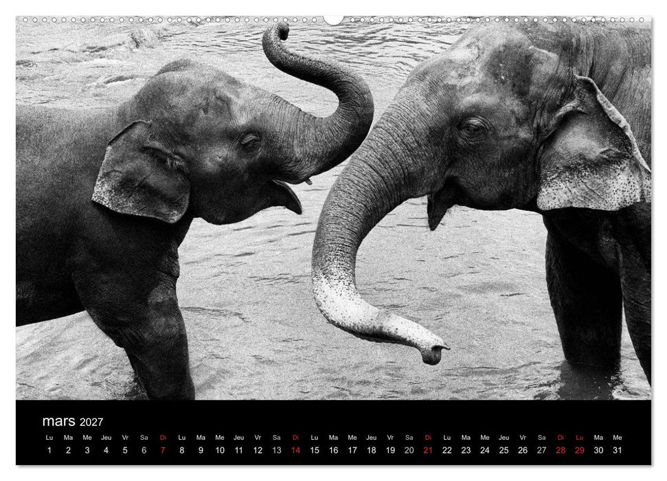 DES ÉLÉPHANTS ET DES HOMMES (CALVENDO Calendrier supérieur 2027)