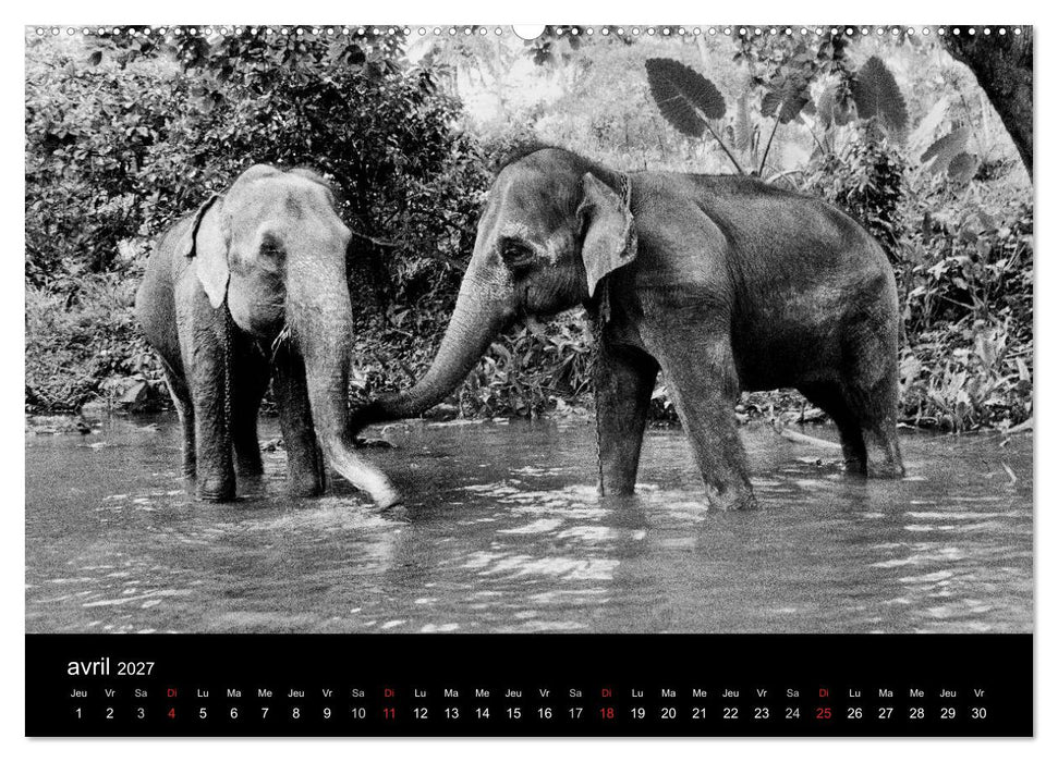 DES ÉLÉPHANTS ET DES HOMMES (CALVENDO Calendrier supérieur 2027)