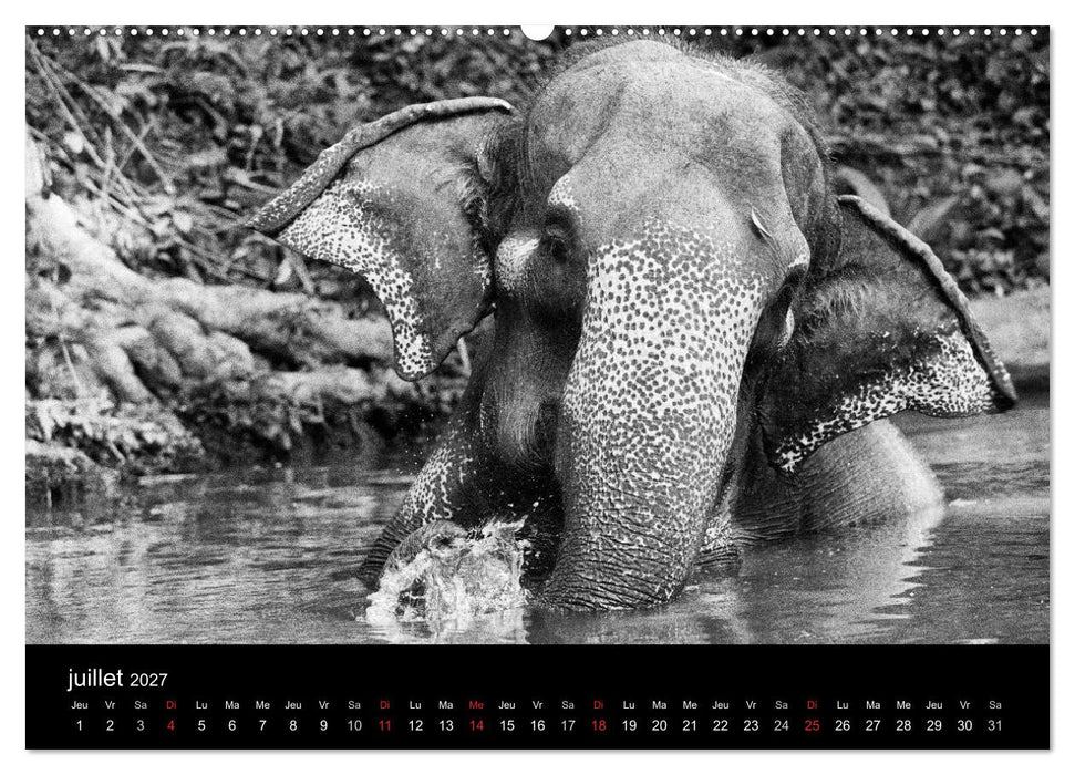 DES ÉLÉPHANTS ET DES HOMMES (CALVENDO Calendrier supérieur 2027)